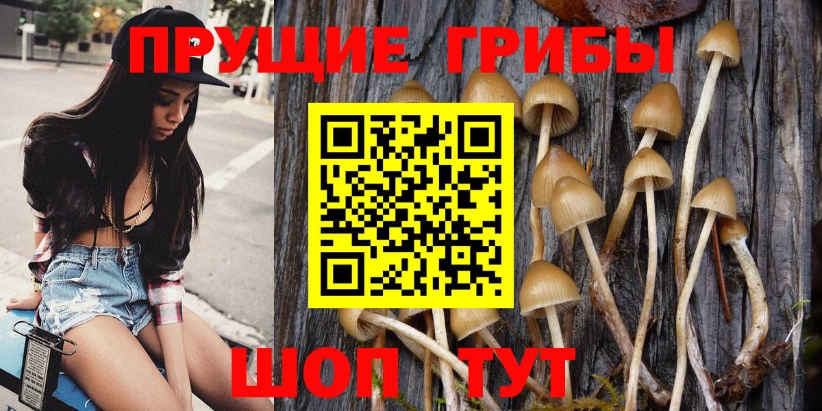Псилоцибиновые грибы Cubensis Лениногорск
